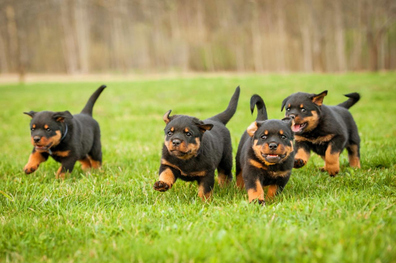Trouvez le chiot de race de vos rêves