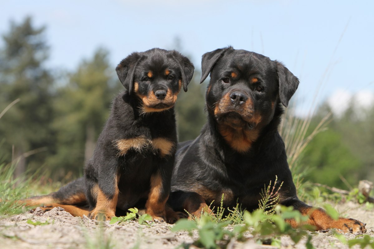 Rottweiler