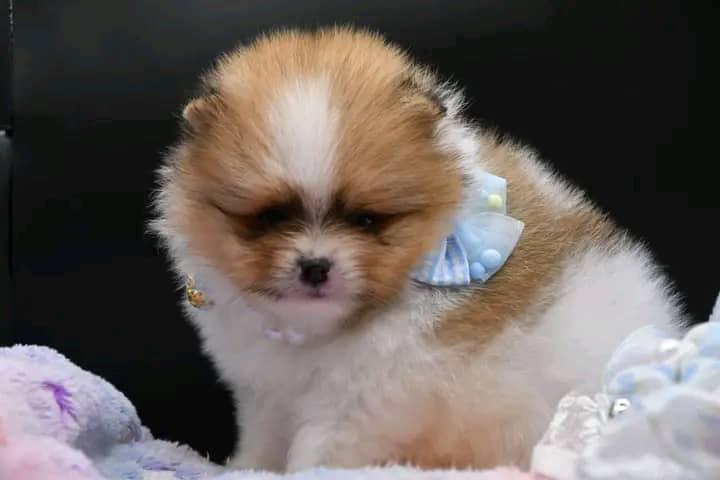 Spitz nain – Image 3