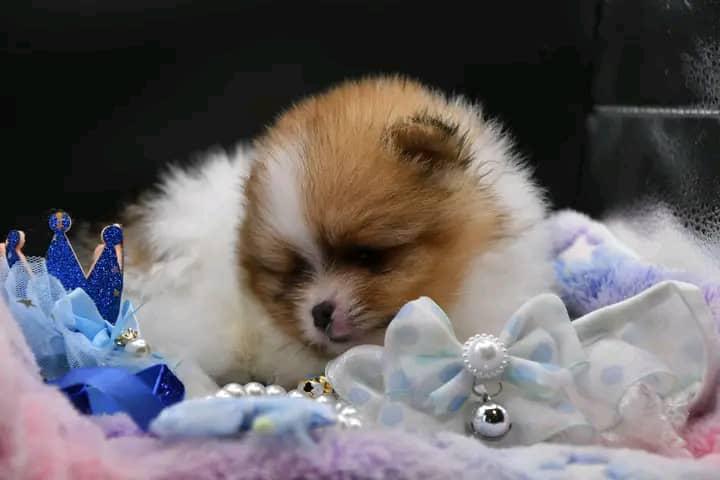 Spitz nain – Image 4