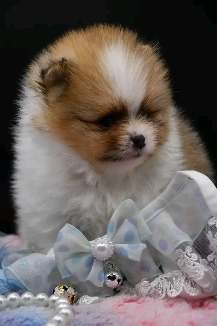 Spitz nain – Image 5