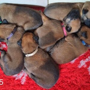 Berger belge malinois