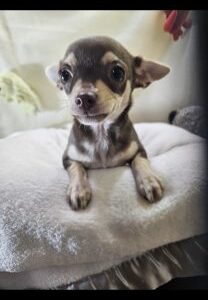Chihuahua