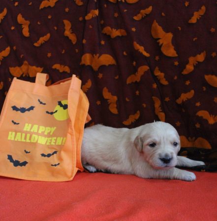 Golden retriever – Image 2