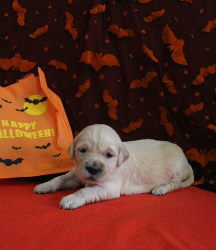 Golden retriever – Image 3