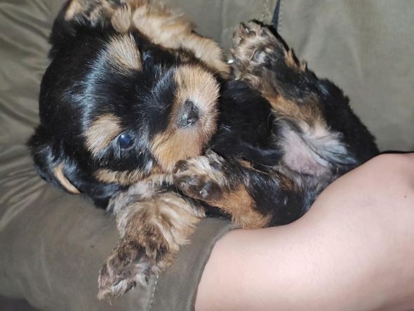 Yorkshire terrier – Image 4