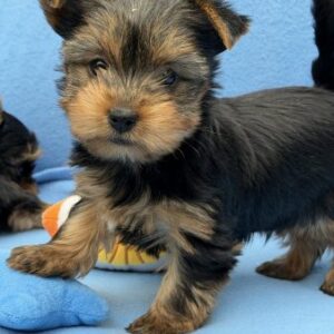 Yorkshire terrier