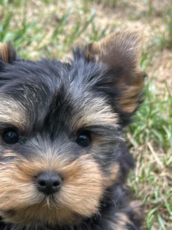 Yorkshire terrier – Image 2