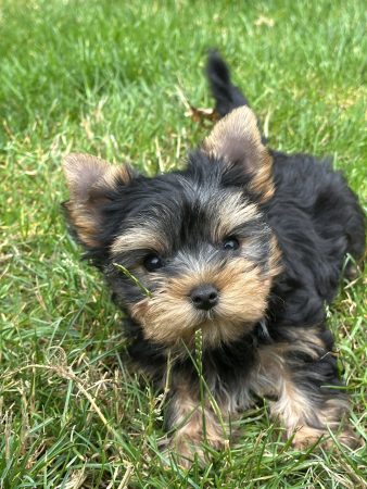 Yorkshire terrier – Image 3
