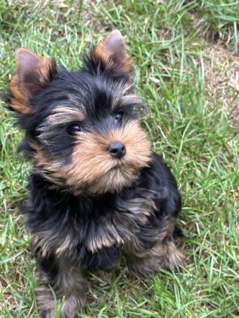 Yorkshire terrier – Image 4