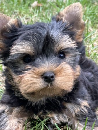 Yorkshire terrier