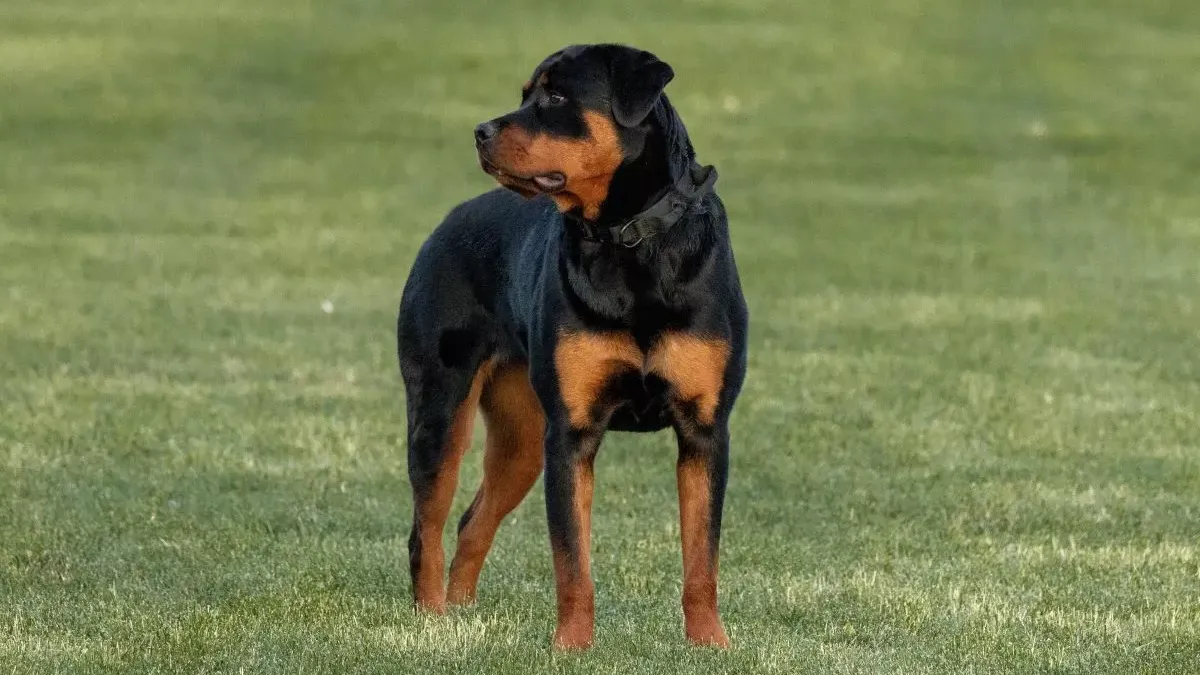 Prenez soin de votre animal de compagnie